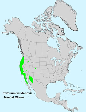 North America species range map for Tomcat Clover, Trifolium willdenovii: